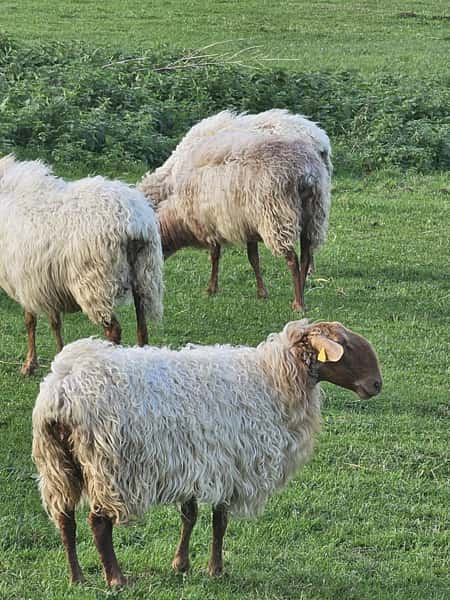 ovejas carranzanas ovejas carranzanas